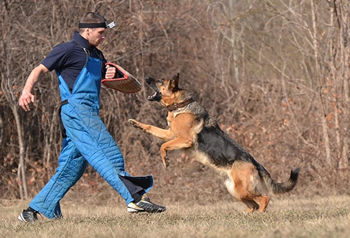 Techniques de dressage